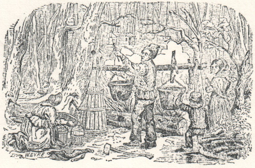 Line art drawing of maple sap being boiled in a wooded grove, one part of the history of sugar in pioneer Ontario.